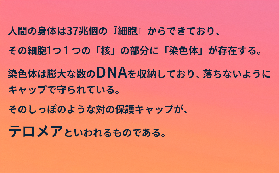 �e�����A�̐���